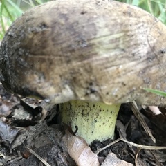 Caloboletus radicans