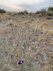 Psorothamnus scoparius