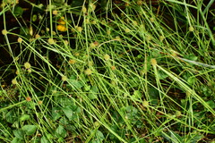 Cyperus brevifolius