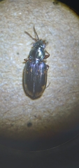 Bembidion