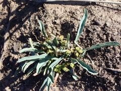 Euphorbia silenifolia
