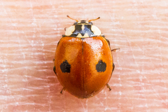 Adalia bipunctata
