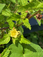 Malvastrum coromandelianum