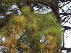 Pinus taeda