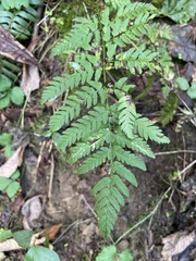 Dryopteris carthusiana