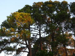 Pinus taeda