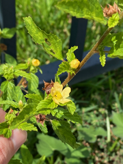 Malvastrum coromandelianum