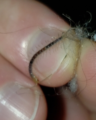 Scolopendra polymorpha