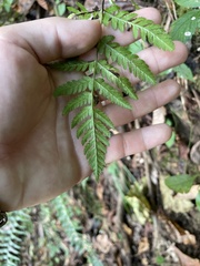 Dryopteris carthusiana