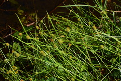 Cyperus brevifolius
