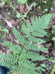 Dryopteris carthusiana