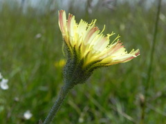 Pilosella officinarum