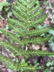 Dryopteris carthusiana