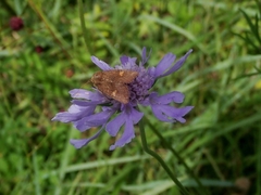 Amphipoea ussuriensis