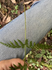 Dryopteris carthusiana