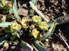 Euphorbia silenifolia