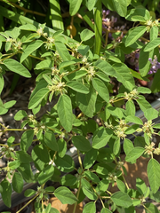 Croton monanthogynus