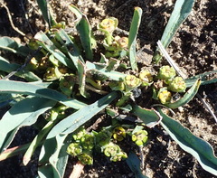 Euphorbia silenifolia