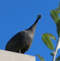 Numida meleagris coronatus