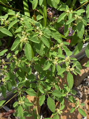 Croton monanthogynus