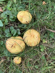 Suillus