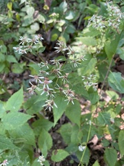 Eurybia divaricata