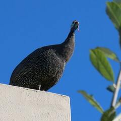 Numida meleagris coronatus