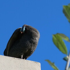 Numida meleagris coronatus