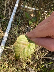 Toxicodendron radicans