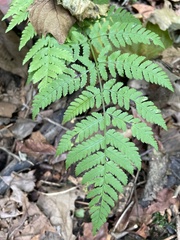 Dryopteris carthusiana