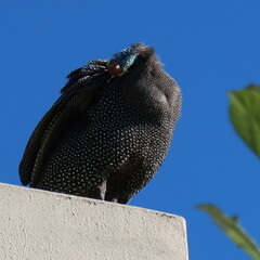 Numida meleagris coronatus