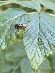 Vespula vulgaris