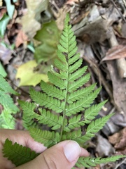 Dryopteris carthusiana