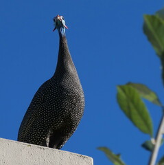 Numida meleagris coronatus