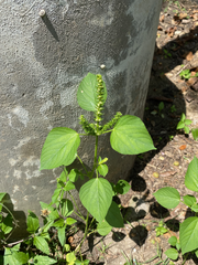 Acalypha ostryifolia