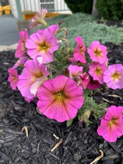 Calibrachoa