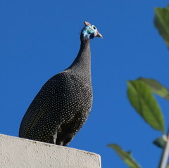 Numida meleagris coronatus