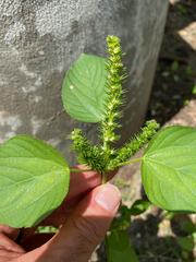 Acalypha ostryifolia