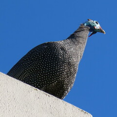 Numida meleagris coronatus