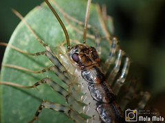 Thereuonema tuberculata