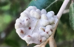 Dryomyia lichtensteinii