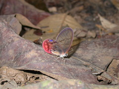 Cithaerias pireta