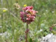 Sanguisorba minor