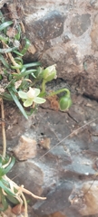Sagina procumbens