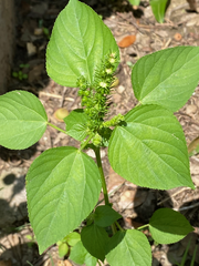 Acalypha ostryifolia