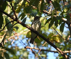 Hylocichla mustelina