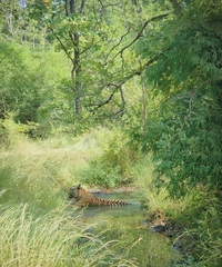 Panthera tigris tigris