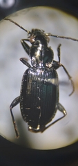 Anchomenus quadratus