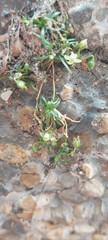 Sagina procumbens