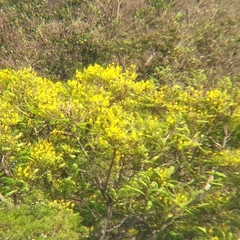 Schizolobium parahyba